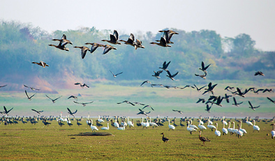 34载,&ldquo;候鸟医生&rdquo;和他守候的&ldquo;候鸟天堂&rdquo;