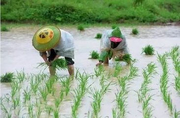 一粒大米的农业供给侧结构性改革