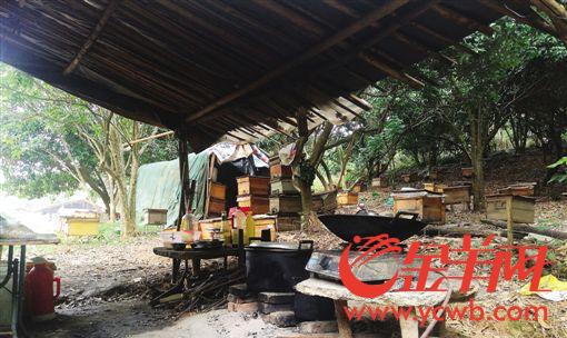 【中国梦·践行者】她是都市小蜜蜂 身残志坚“酿造”甜蜜生活