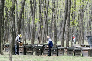 黄河故道上筑起&ldquo;绿色长城&rdquo;&mdash;&mdash;