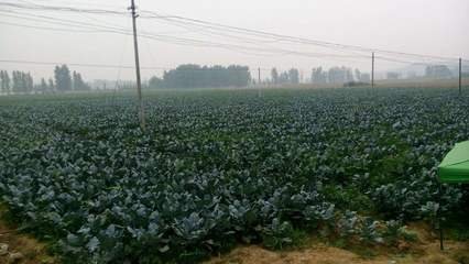 江苏响水：西兰花开，乡村振兴春意浓