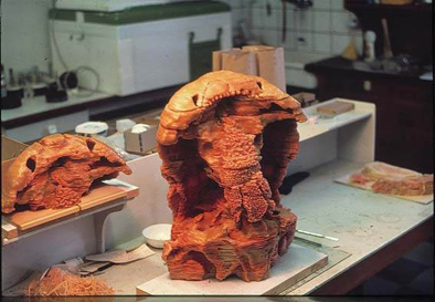 摘取“世界杰出女科学家奖”的“傻瓜”