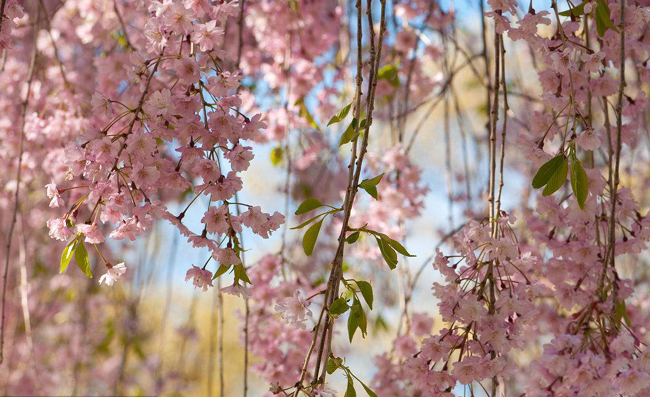 浅浅匀红春光正好 这份踏青赏樱指南请收下
