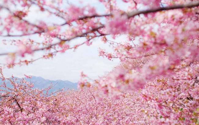 浅浅匀红春光正好 这份踏青赏樱指南请收下