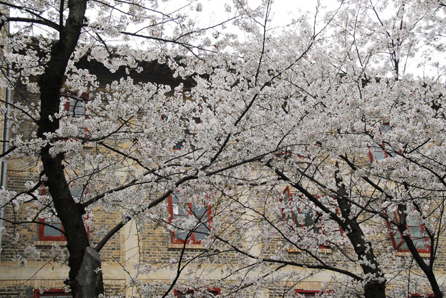 浅浅匀红春光正好 这份踏青赏樱指南请收下