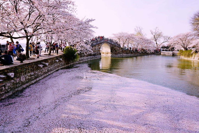 浅浅匀红春光正好 这份踏青赏樱指南请收下