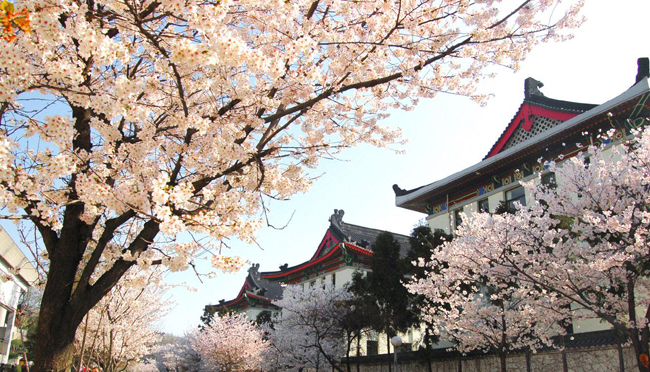 浅浅匀红春光正好 这份踏青赏樱指南请收下