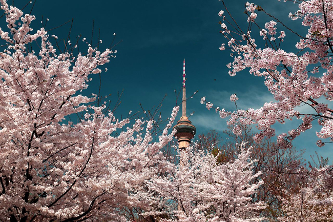 浅浅匀红春光正好 这份踏青赏樱指南请收下