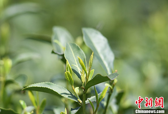 杭州西湖龙井“明前茶”陆续开采