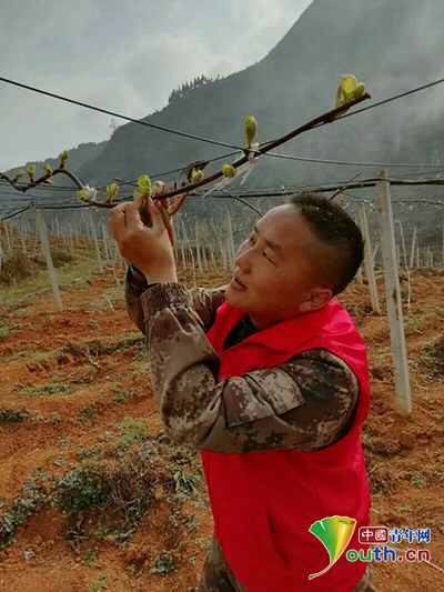 志愿者安文忠：青石缝里抓脱贫　林下地里创新路