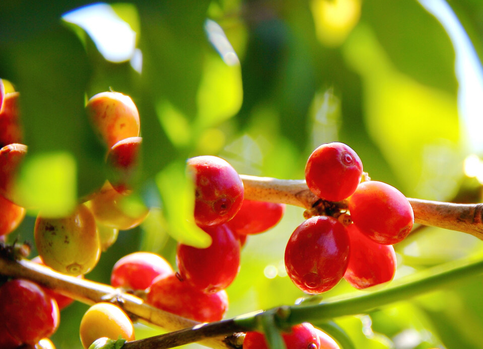 “咖啡书记”的脱贫致富经