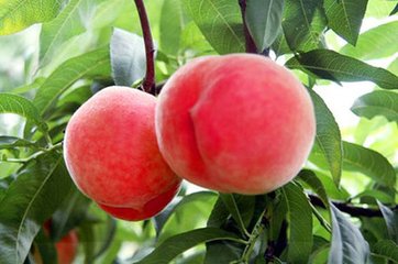 北京平谷大桃专家赴新疆开&ldquo;田间课堂&rdquo;