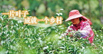 一片叶子,成就一个乡村