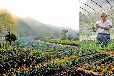 突破茶叶种植“三八线”,河北太行山种出优质茶