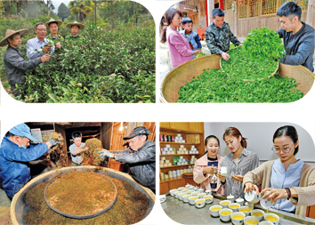 一片叶子,成就一个乡村