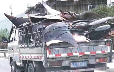 货车疑似非法运输&ldquo;魔鬼鱼&rdquo;被查 车上载22条蝠鲼