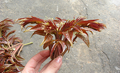 这样吃香椿，致癌远离你