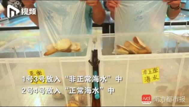 海鲜也能注水！最夸张可增重50%！如何避开“虚胖”海鲜？