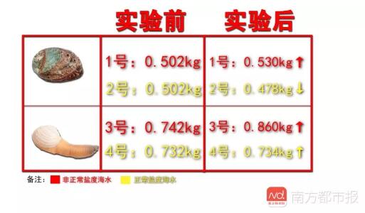 海鲜也能注水！最夸张可增重50%！如何避开“虚胖”海鲜？