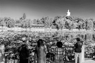 北京:北海公园再现“荷花映白塔”美景