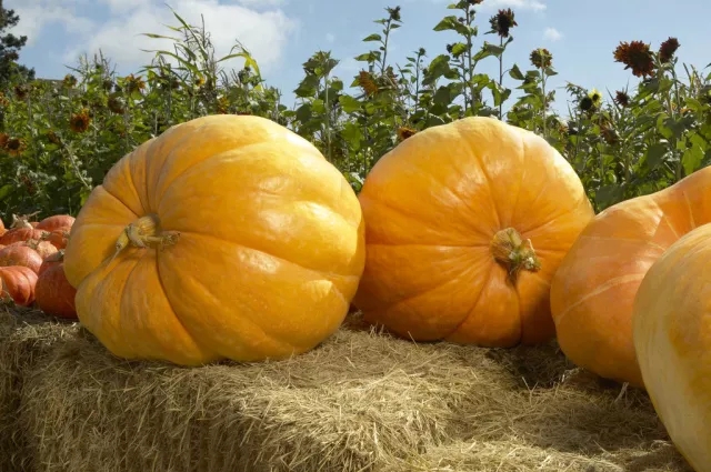 【科普】20个最常见的“饮食误区”,史上最全整理!你中了几个?