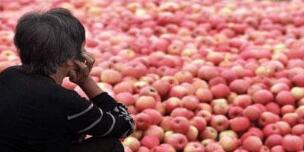 农产品滞销 谁来帮农民走出困境