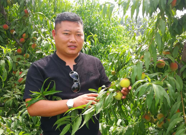 15年前他从深圳辞职回老家种黄桃 15年后企业上门求他供货
