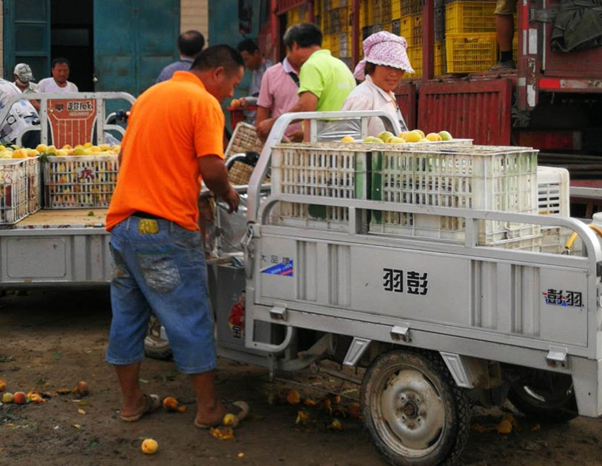 15年前他从深圳辞职回老家种黄桃 15年后企业上门求他供货