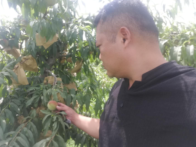 15年前他从深圳辞职回老家种黄桃 15年后企业上门求他供货