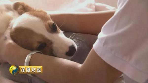 &ldquo;萌宠经济&rdquo;大爆发 一个千亿级的大市场悄然崛起