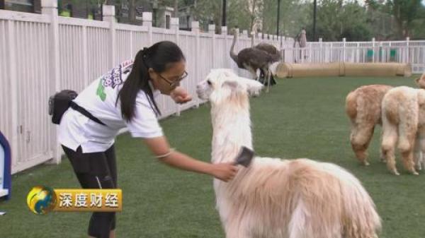 “萌宠经济”大爆发 一个千亿级的大市场悄然崛起