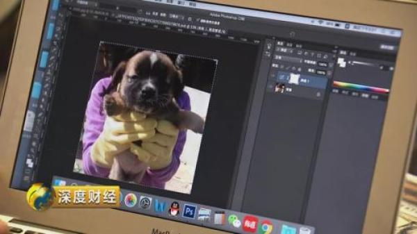 “萌宠经济”大爆发 一个千亿级的大市场悄然崛起