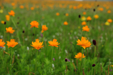 河北承德：百万亩中药材&ldquo;花海&rdquo;促
