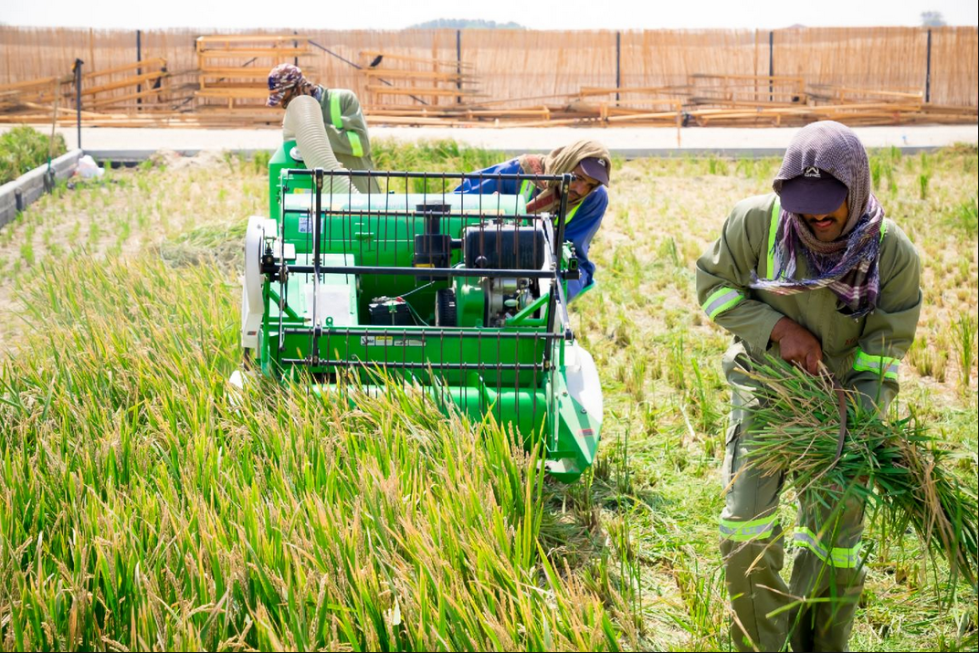 袁隆平团队迪拜沙漠海水稻获成功:将在中东及北非推广