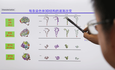 “创造生命”的中国团队