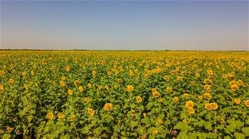 消夏避暑 老字号里探清凉