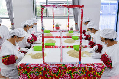 探寻&ldquo;洮宝&rdquo;女孩们回乡创业的原动力