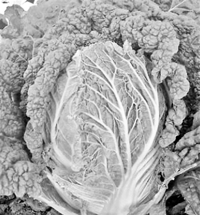 30多种“老口味”蔬菜重回北京市场