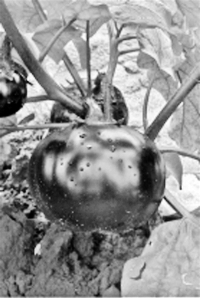 30多种“老口味”蔬菜重回北京市场