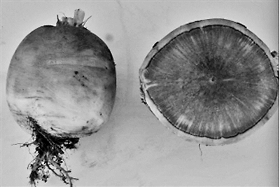 30多种“老口味”蔬菜重回北京市场