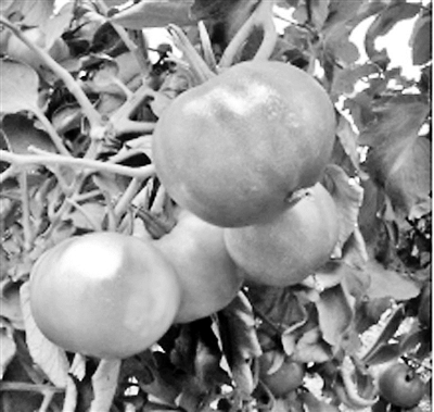 30多种“老口味”蔬菜重回北京市场