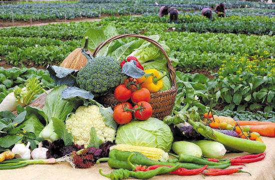 30多种&ldquo;老口味&rdquo;蔬菜重回北京市场