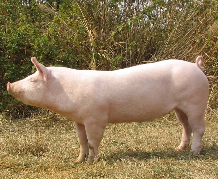 双汇：郑州屠宰厂划定为疫点封锁6周