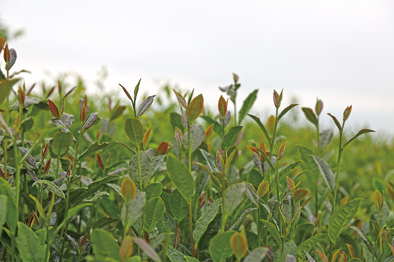 苔茶成为脱贫“台柱”:贵州石阡“茶故事”