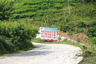苔茶成为脱贫“台柱”:贵州石阡“茶故事”