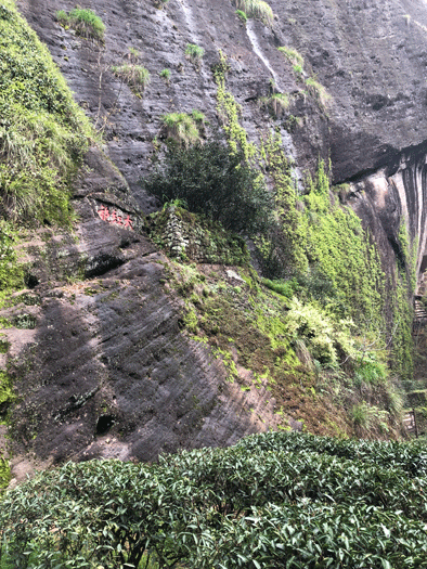 “五常大米”对话“大红袍茶”