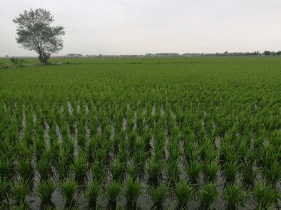 “五常大米”对话“大红袍茶”