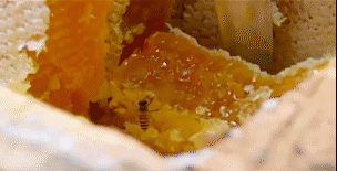 喝了多年的蜂蜜竟然是假的?养蜂人爆料蜂蜜掺假方法|食安热点