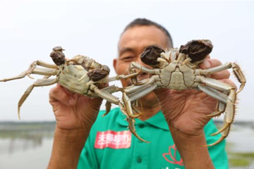 阳澄湖大闸蟹长个价未涨 出口物流提速