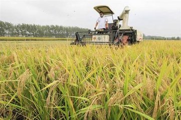 湖南南县被命名为&ldquo;中国虾稻米之乡&rdquo;